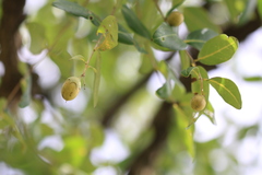Lagerstroemia microcarpa